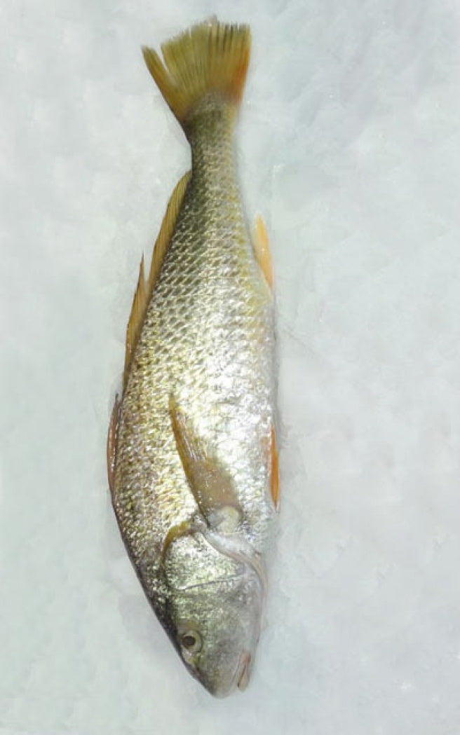 Kühlware Croaker frozen 1kg