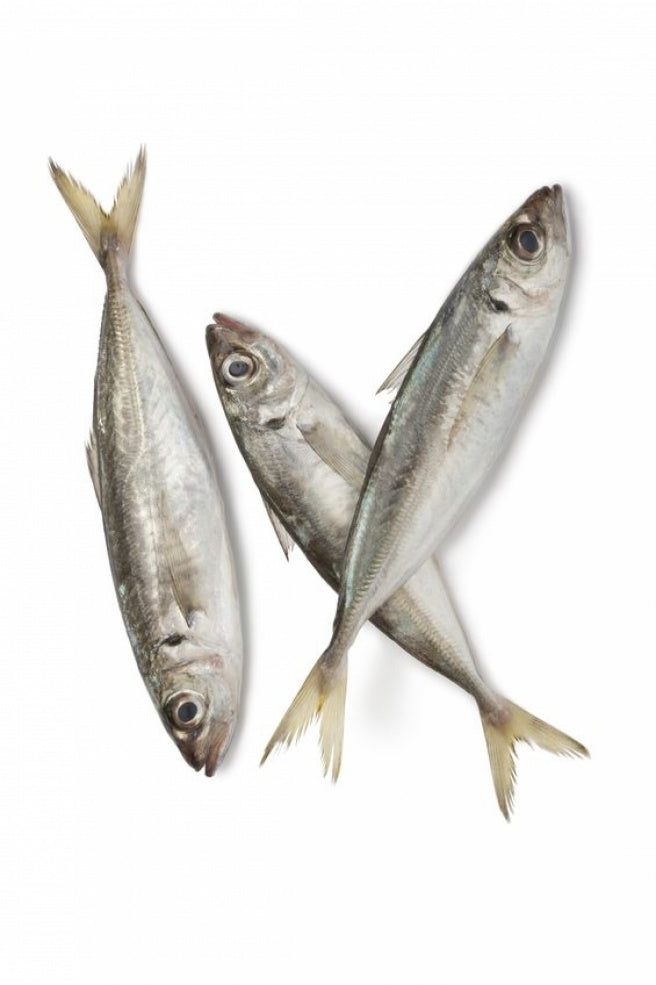 Kühlware Mackerel Horse frozen 1kg