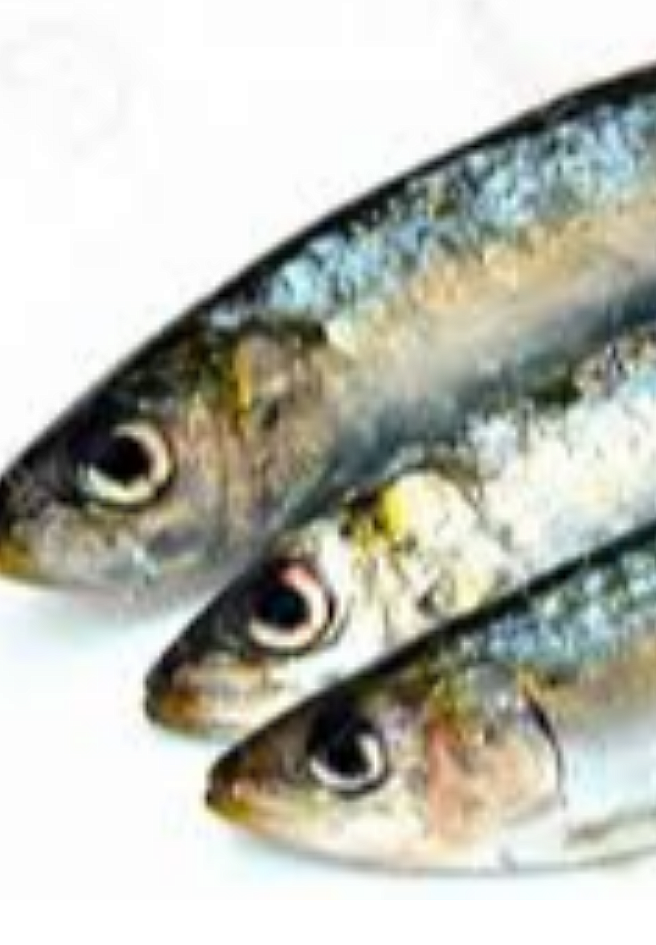 Kühlware Sardines frozen 1kg
