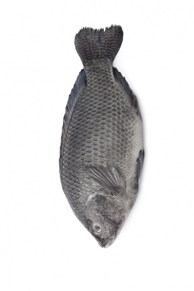 Kühlware Tilapia Black800+, frozen 1kg