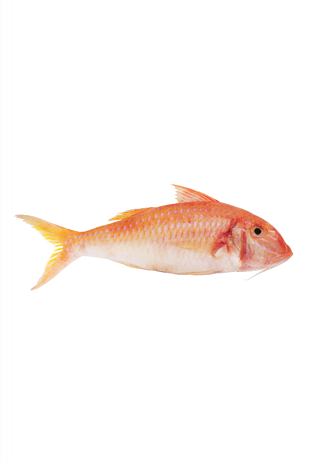 Perfit Red Mullet Whole Round frozen 1kg